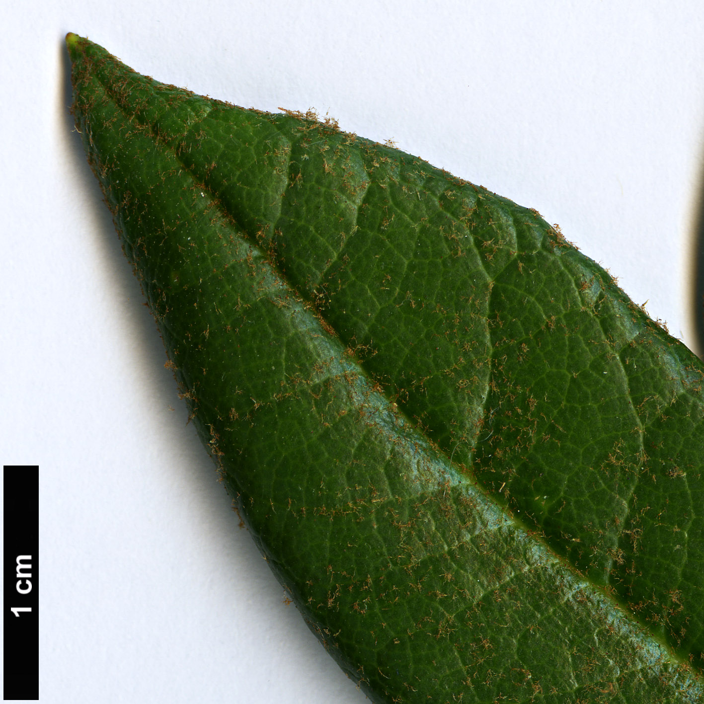 High resolution image: Family: Ericaceae - Genus: Rhododendron - Taxon: alutaceum - SpeciesSub: var. russotinctum Triplonaevium Group High resolution image: Family: Ericaceae - Genus: Rhododendron - Taxon: alutaceum - SpeciesSub: var. russotinctum Triplonaevium Group
